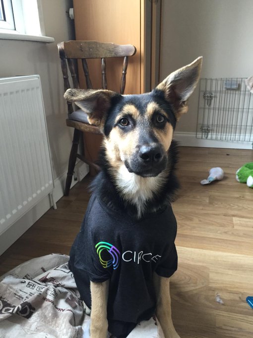 Aros, a German Shepherd, sitting in a living room wearing a black Circle t-shirt — photographed by Circle in May 2015.